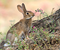La Junta de CyL anima a los cazadores a que pidan licencia para descaste de conejos